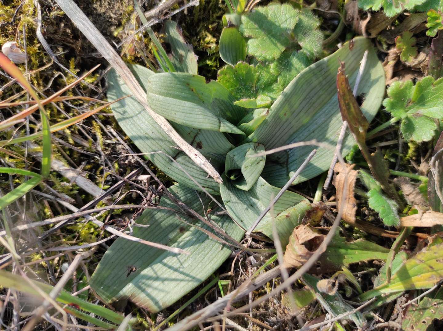 Identificazione rosette basali